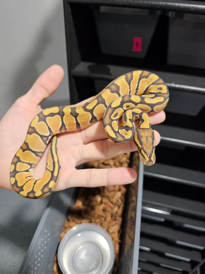Nr Mandarin Enchi Hypo Het Rainbow Ball Python by Balls Gone Wild
