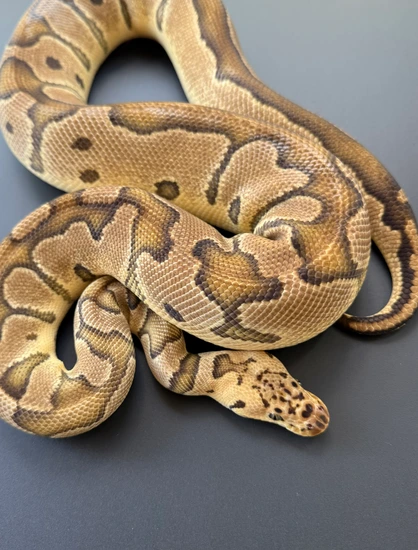 Pastel Clown Ball Python by Dragon Ball Pythons