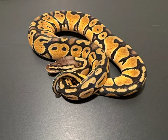 Pastel Het Sunset Ball Python by Dragon Ball Pythons