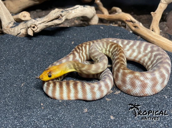 Woma Python by Tropical Natives