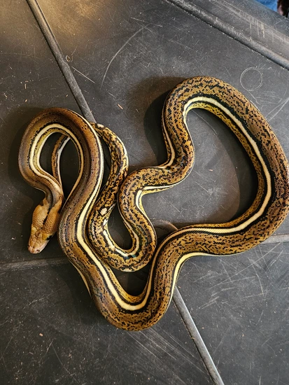 Tiger Anthrax Reticulated Python by Drb exotics