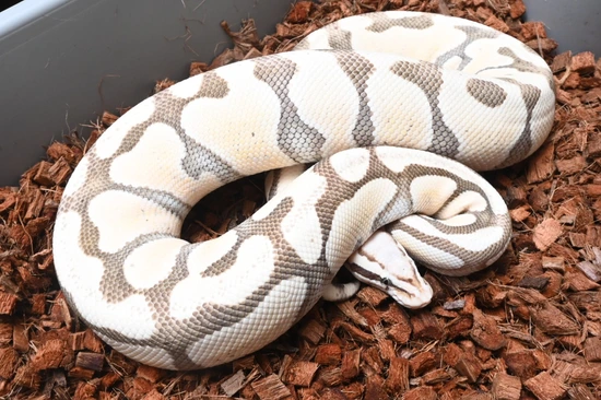 Ghost Proven Pastel Enchi Desert Ghost - Proven Breeder Ball Python by Dream Weaver ...