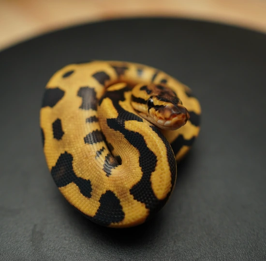 Fire Leopard Orange Dream Het Desert Ghost 66% Het Clown Ball Python by ...