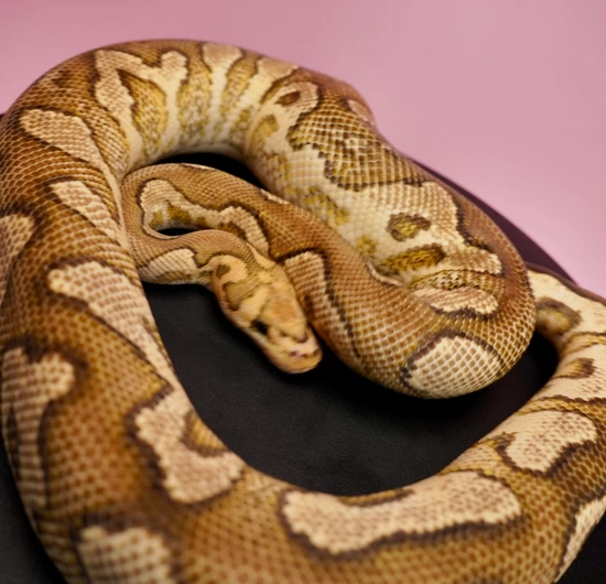 Bling Yellowbelly Fire Clown Ball Python by Colorfully Vulgar