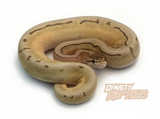 Spinner Moochie Ball Python by Dynasty Reptiles
