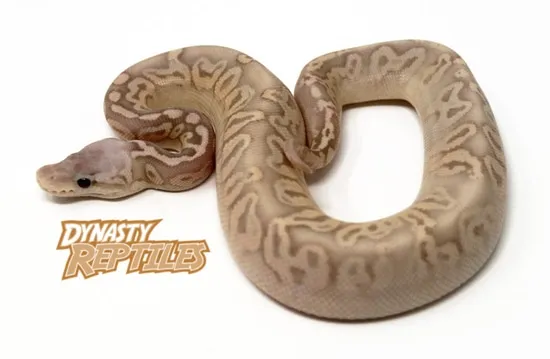 Banana Pewter Fire Ball Python by Dynasty Reptiles