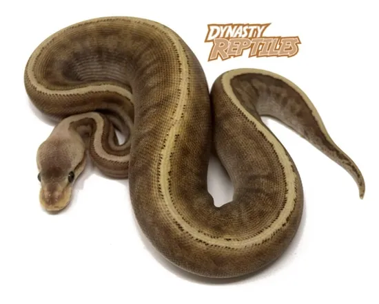 GHI Jigsaw Pastel Ball Python by Dynasty Reptiles