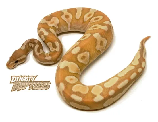 Banana Moochie Cinnamon Ball Python by Dynasty Reptiles
