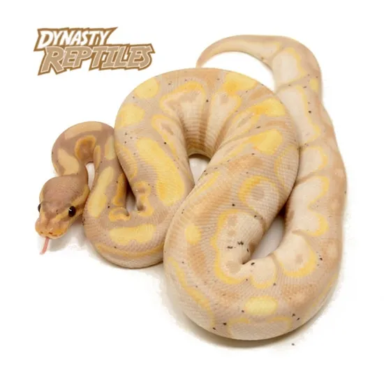 Banana Calico Ball Python by Dynasty Reptiles