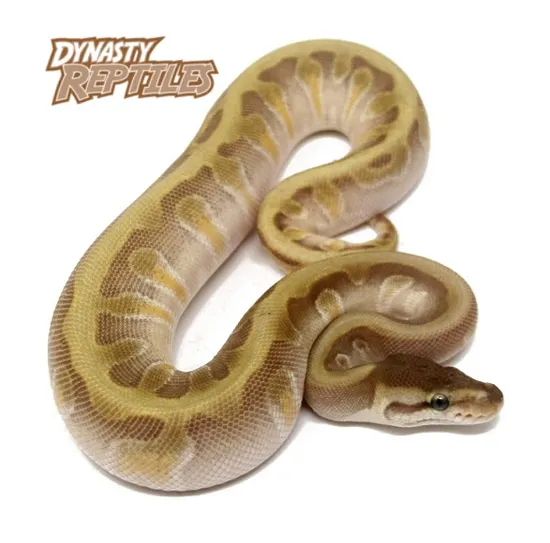 HGW Moochie Ball Python by Dynasty Reptiles