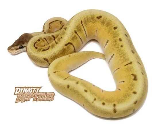 Moochie Spinner Ball Python by Dynasty Reptiles