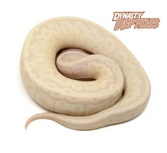 Super Banana Jigsaw Ball Python by Dynasty Reptiles