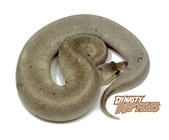 Silver Bullet Ball Python by Dynasty Reptiles