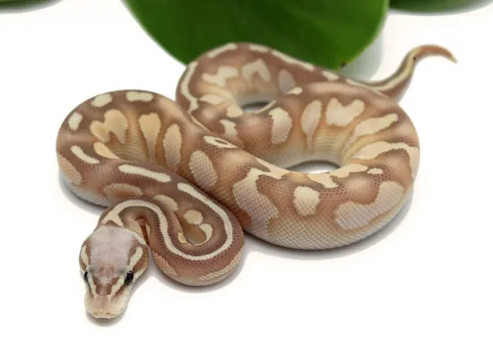 Banana Pastel Butter Calico Ball Python by Dynasty Reptiles