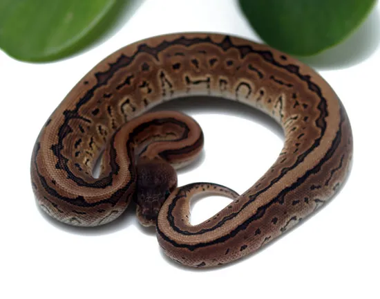 Cinnamon Pin Ball Python by Dynasty Reptiles