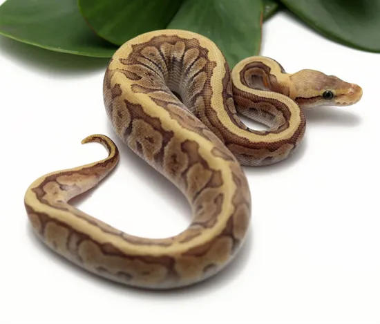 GHI HGW Moochie Pastel Ball Python by Dynasty Reptiles