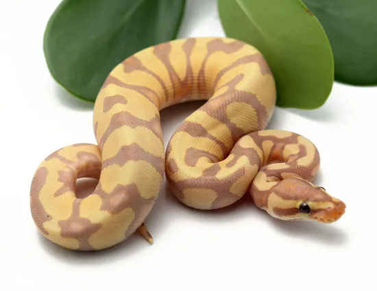 Banana Pastel YB Ball Python by Dynasty Reptiles
