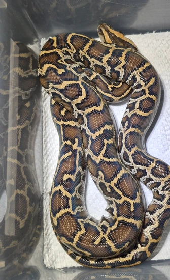 100% Het Wei Caramel Pied Lab Burmese Python by Andrew Campbell Reptiles