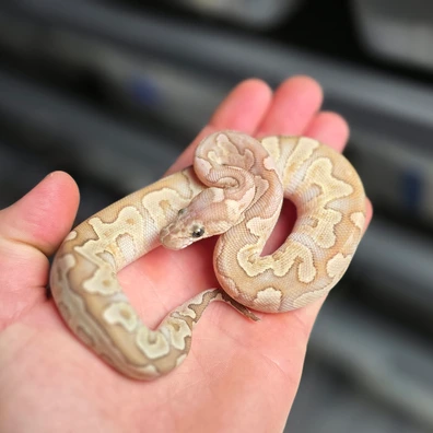 Ghi Lesser Clown Ball Python - female for sale from From Tongues to Tails Genetics