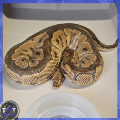 Clown Het Hypo Ball Python - male for sale from From Tongues to Tails Genetics