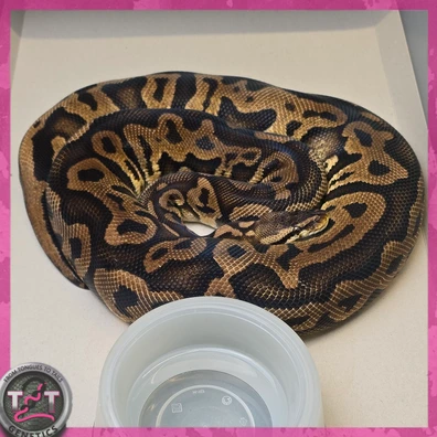 Pastel Leopard Het Clown Ball Python - female for sale from From Tongues to Tails Genetics