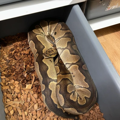 Clown Ball Python - female for sale from D & S Pythons