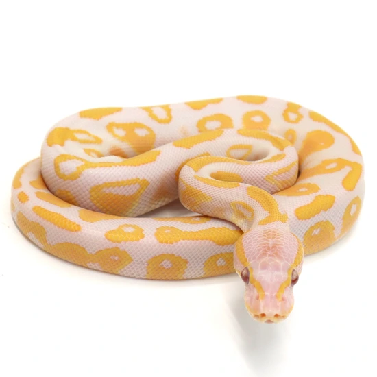 Black Magic Python LC Black Magic Lavender Albino 100% Het Pied Ball Python by Valley Heat