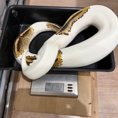 Yb Pied H Hypo Delivery To Hamm. Or Houten