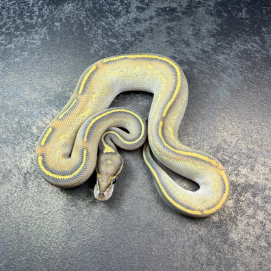 Freeway Hypo Het Pied