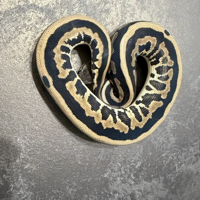 Leopard Cinnamon H Riptide Pos TH Cryptic Hypo Pied