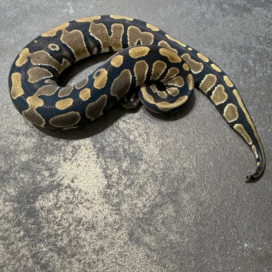 Pair Pos Tripple Het Hypo Pied Cryptic