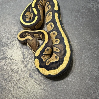 Fire Dh Riptide Cryptic