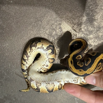 Yb H Riptide Ph Hypo