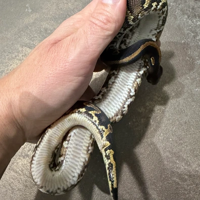 Blackhead Yb H Riptide