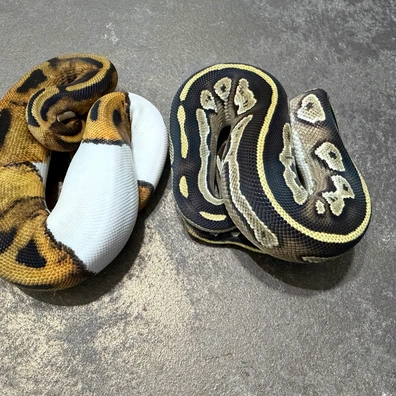 Super Bh Dg Hypo Pied Project Pair For Hamm Or Houten