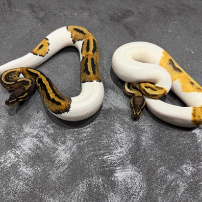 OD Monarch Pied H Hypo Pair Shipped To Hamm 14-3 Ball Python - female for sale from Dutchpythons