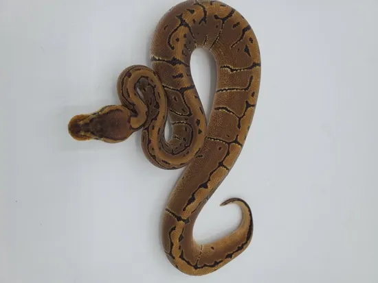 Spinner Ball Python by Maltese Morphs