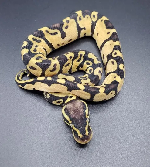 Pastel 100% Het Pied Ball Python by Maltese Morphs