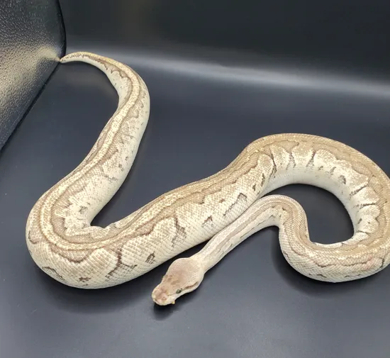 Jigsaw Blast Ball Python by Maltese Morphs