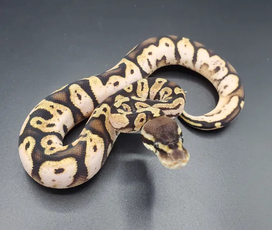 Calico Pastel Ball Python by Maltese Morphs
