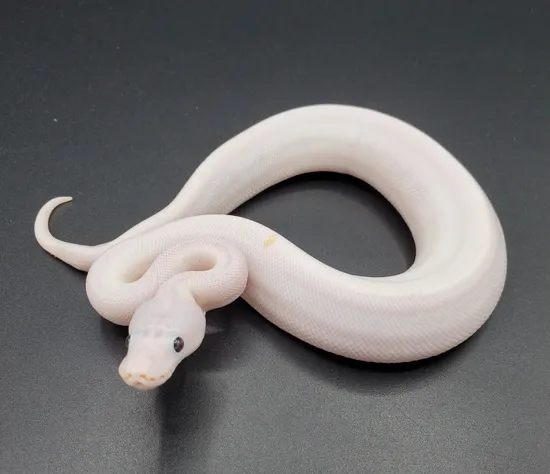OD Super Fire Possible YB/Super OD Ball Python by Maltese Morphs