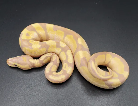 Banana OD Enchi 100% Het Pied Ball Python by Maltese Morphs