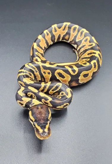 OD YB Ball Python by Maltese Morphs