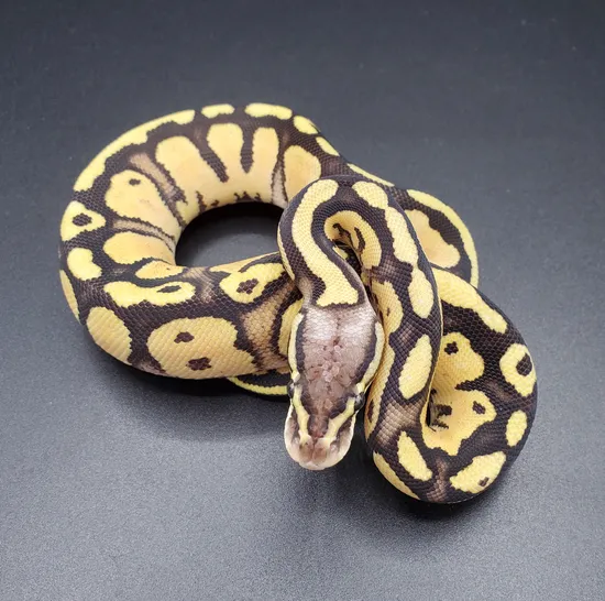 Pastel Fire Or Vanilla Ball Python by Maltese Morphs