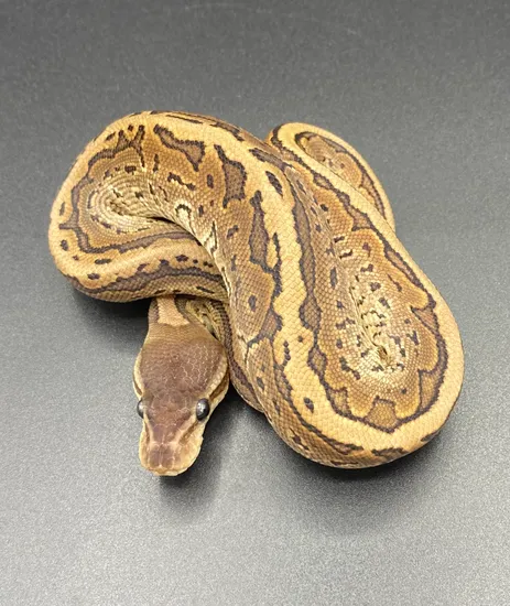 Cinnamon Pinstripe Ball Python by Maltese Morphs
