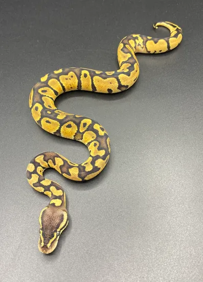 Pastel Het Clown Poss Het Pied Ball Python by Maltese Morphs