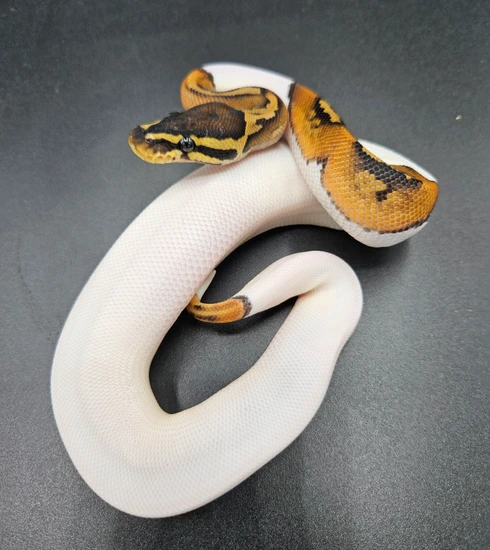 Lace Black Back Pied Ball Python by Maltese Morphs