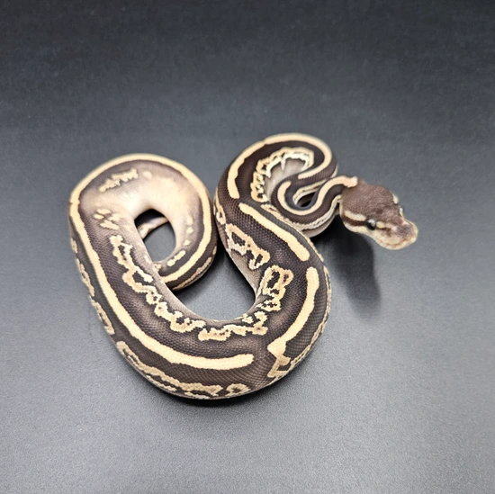 Black Pastel Het Pied Ball Python by Maltese Morphs