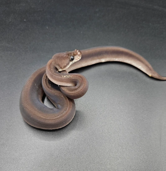 Super Cinnamon *Pet Only* Ball Python by Maltese Morphs