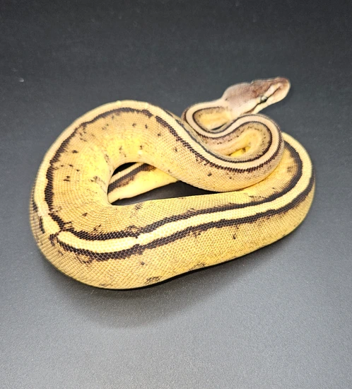 OD Black Pastel G-Stripe Ball Python by Maltese Morphs